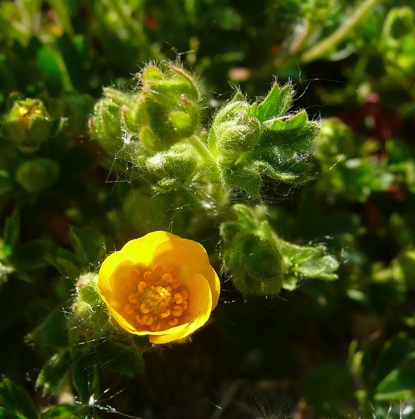 Слика од Potentilla crantzii (Crantz) Beck