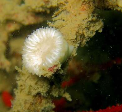 Image of Lowridge cactus coral