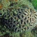 Image of Hard coral