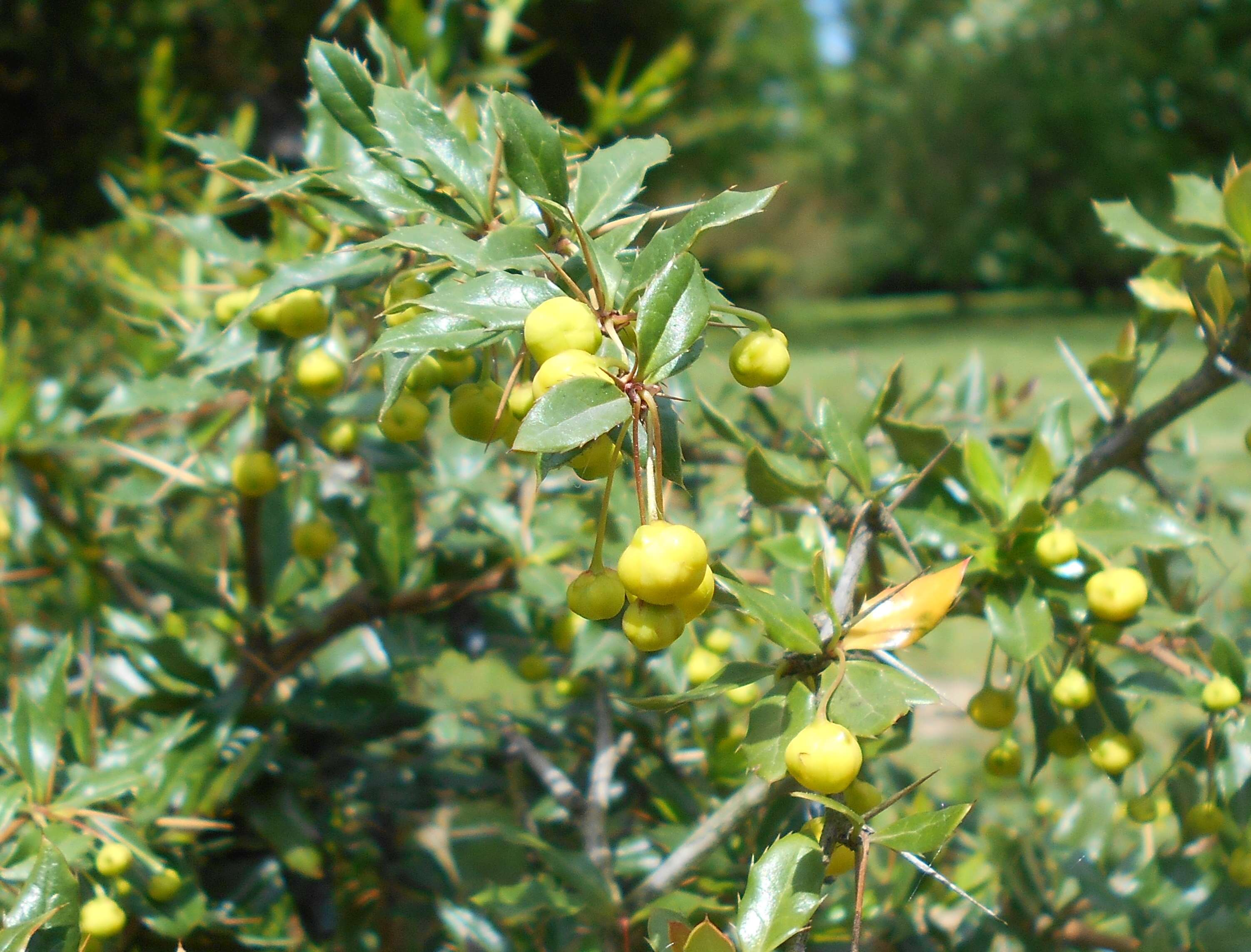 Image de Berberis candidula C. K. Schneid.