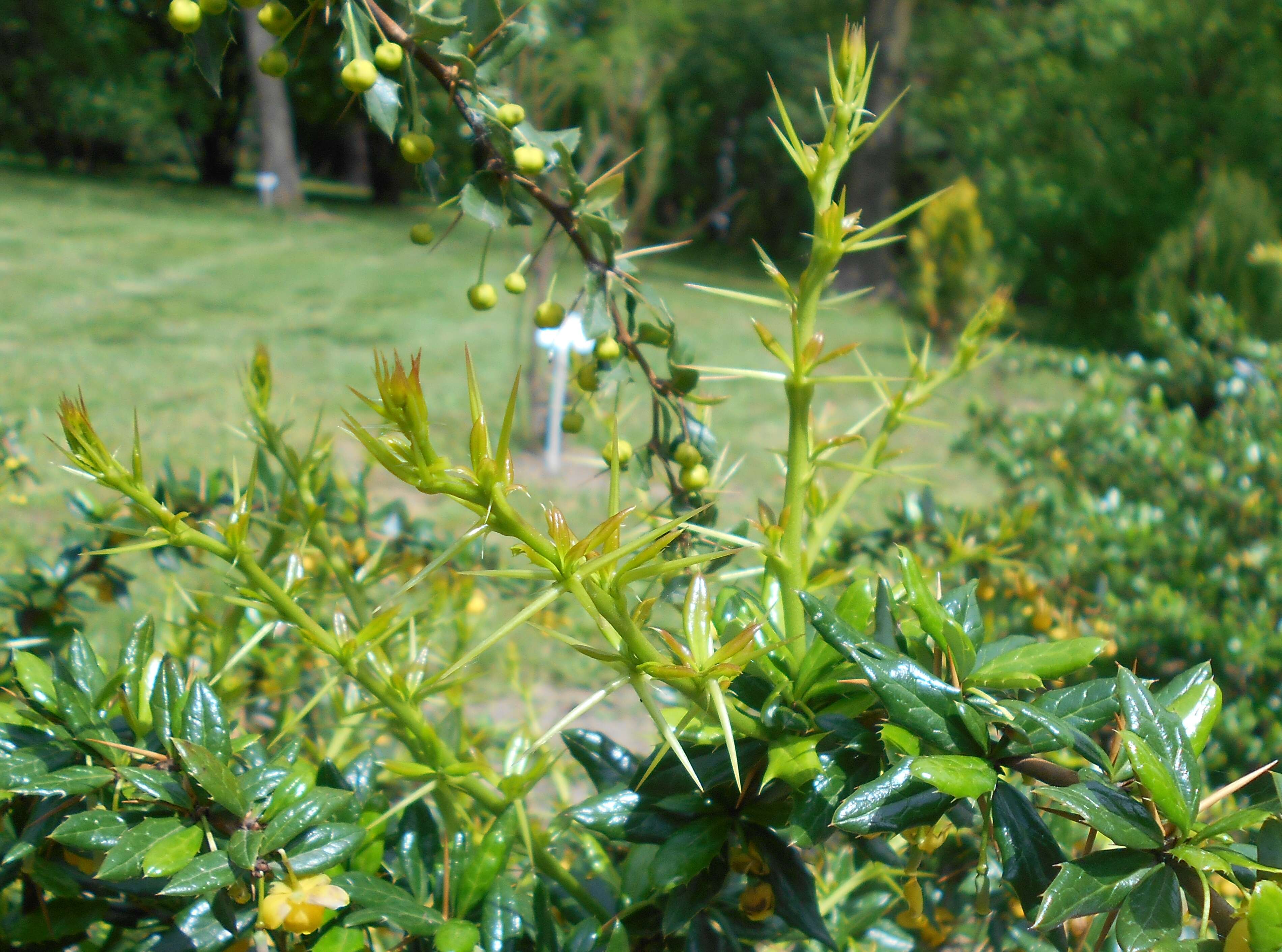 Image de Berberis candidula C. K. Schneid.