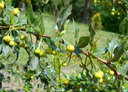 Image de Berberis candidula C. K. Schneid.