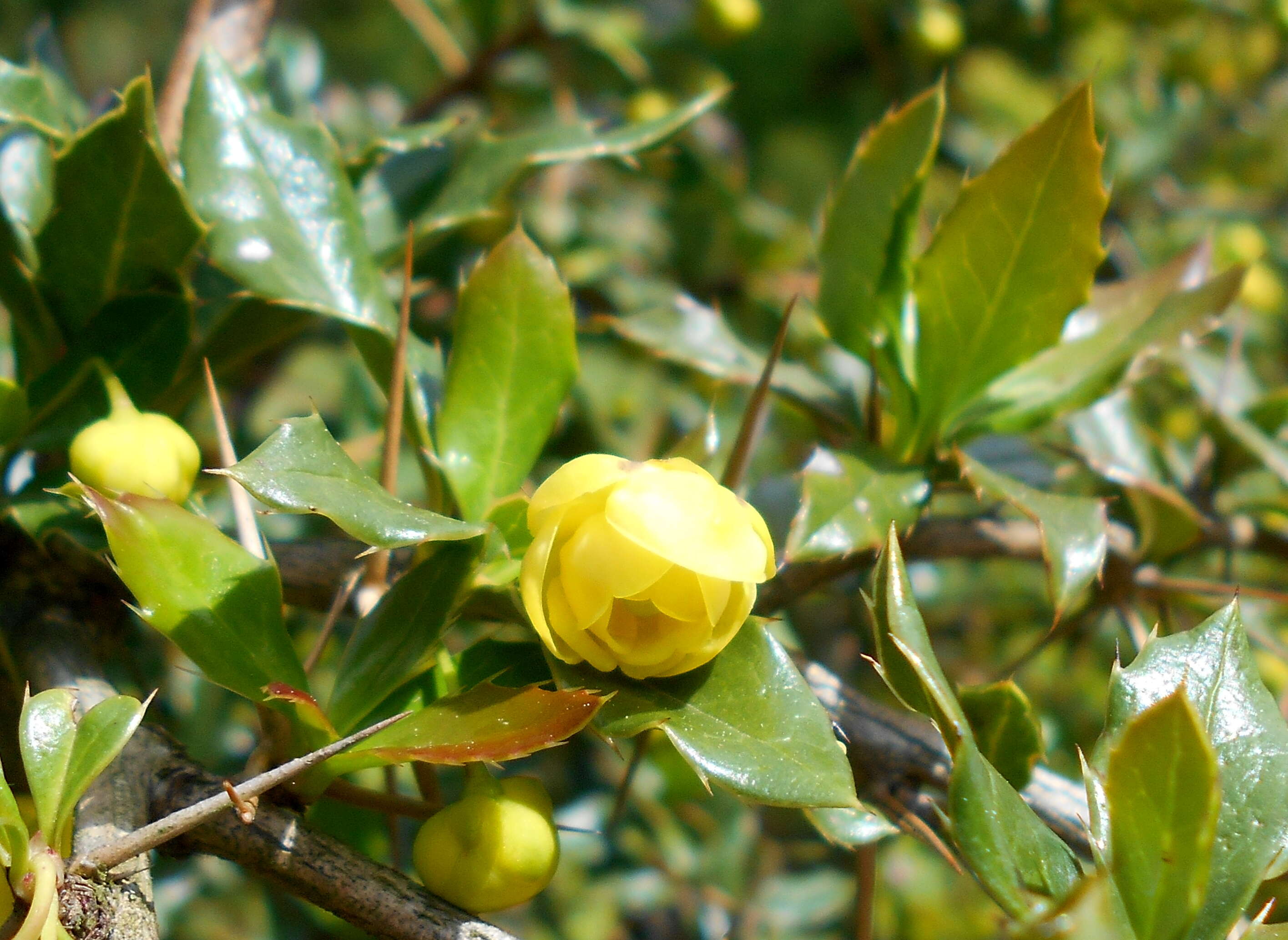 Image de Berberis candidula C. K. Schneid.