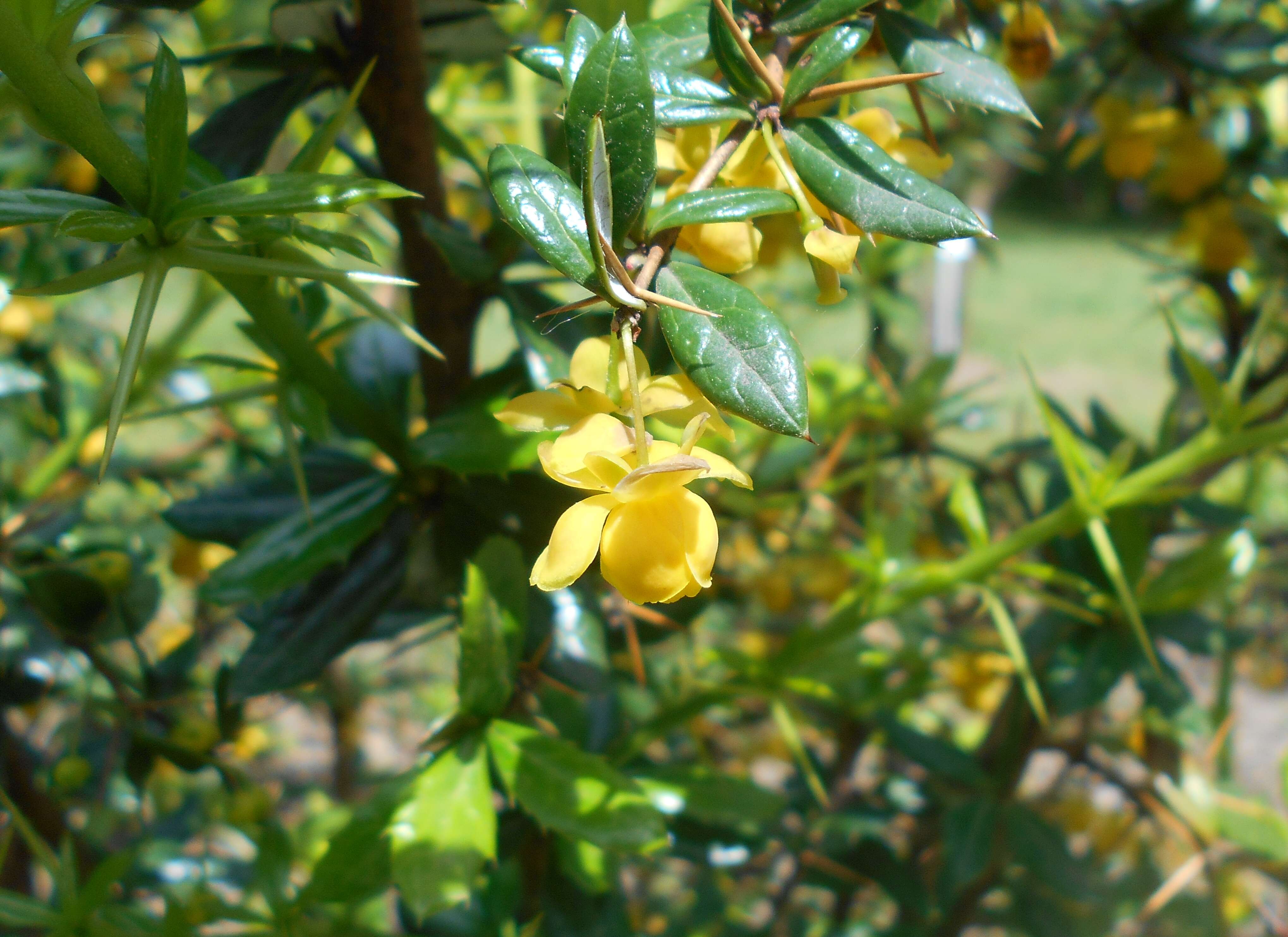 Image de Berberis candidula C. K. Schneid.