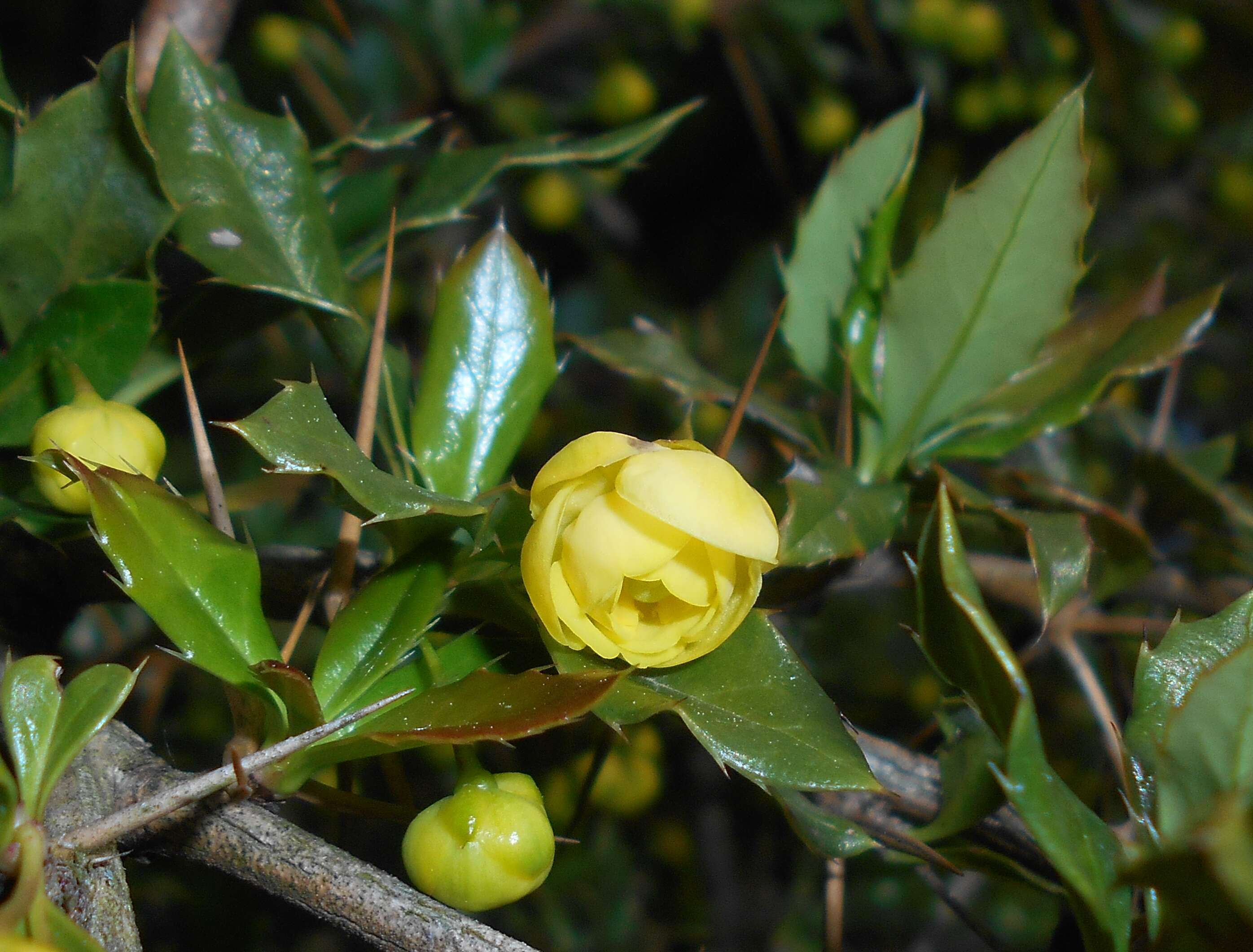 Image de Berberis candidula C. K. Schneid.