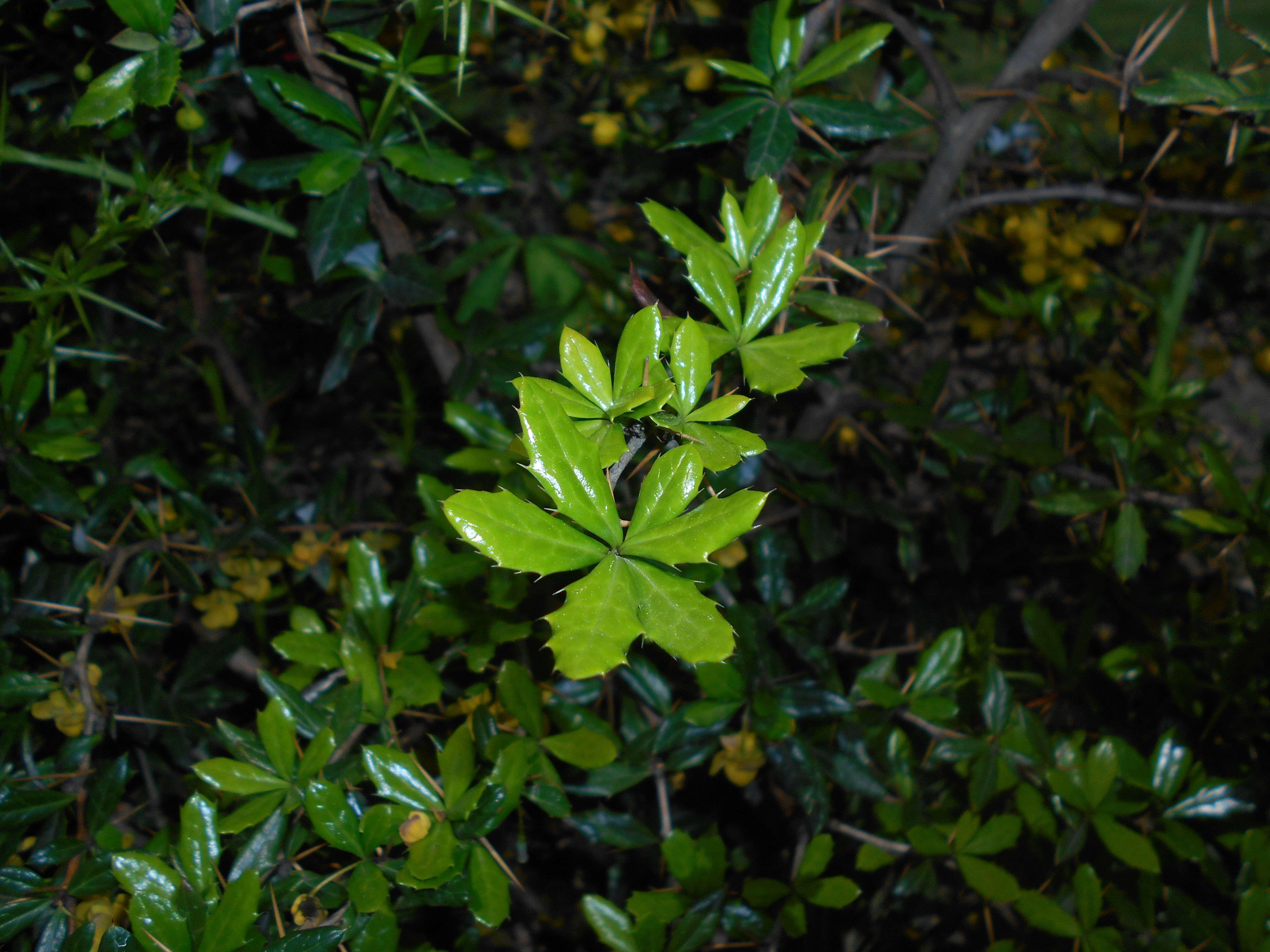 Image de Berberis candidula C. K. Schneid.