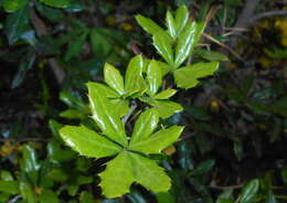 Image de Berberis candidula C. K. Schneid.