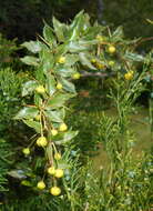 Image de Berberis candidula C. K. Schneid.