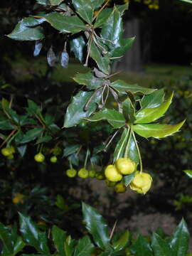 Image of Paleleaf barberry