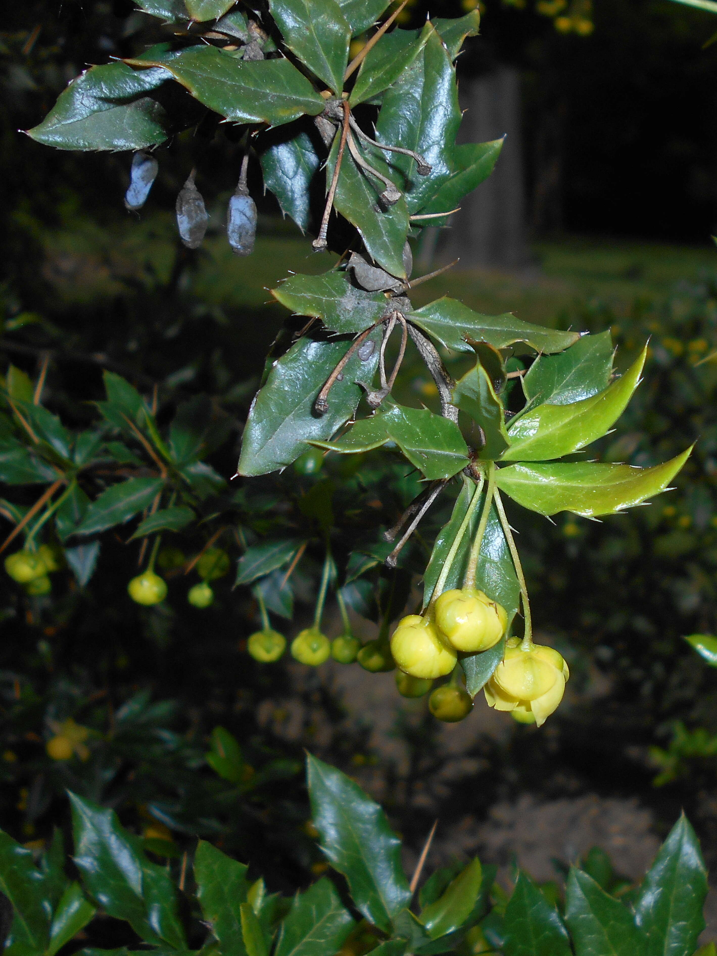 Image de Berberis candidula C. K. Schneid.