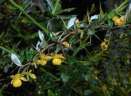 Image de Berberis candidula C. K. Schneid.