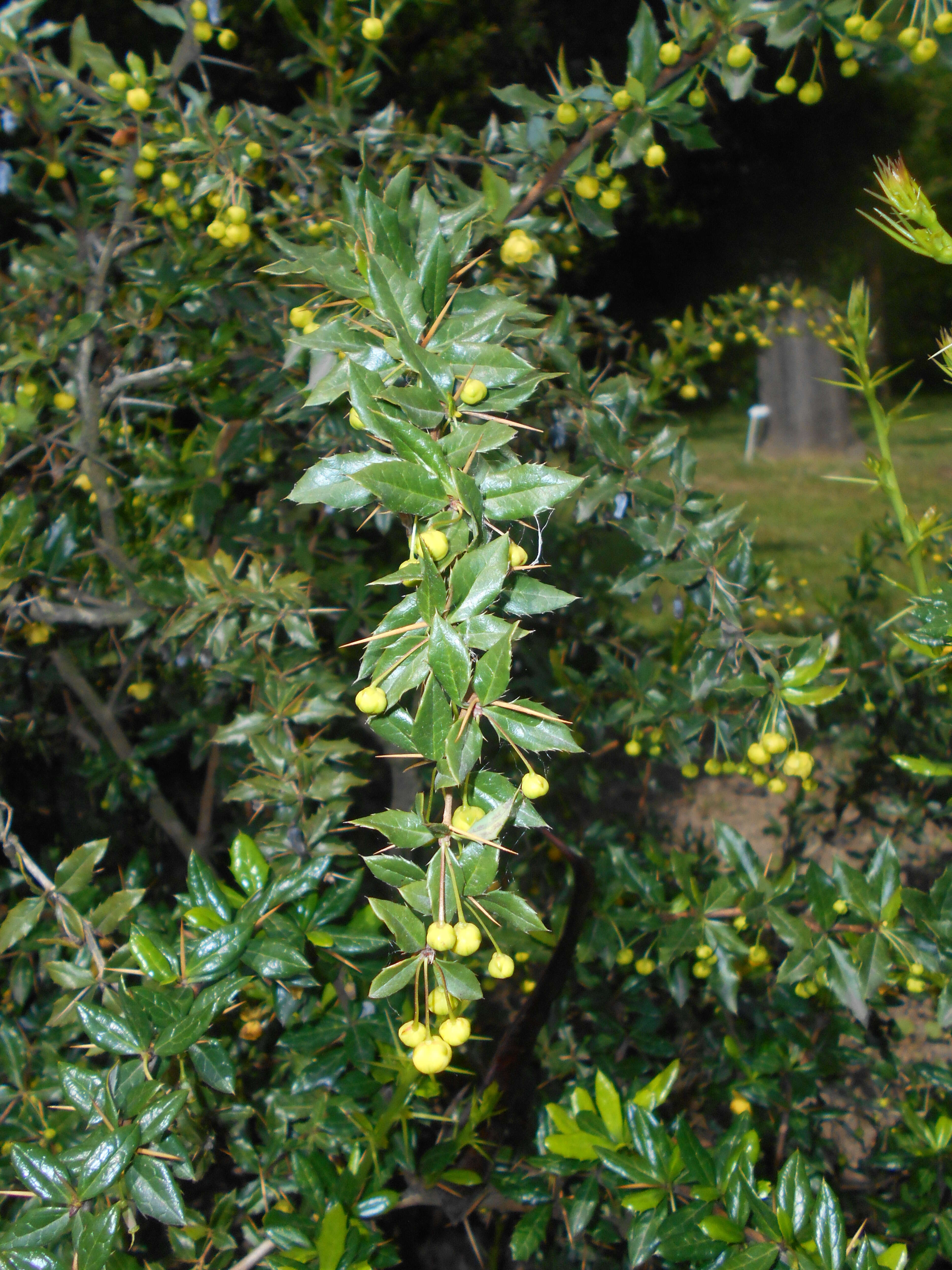 Image de Berberis candidula C. K. Schneid.