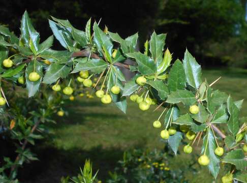 Image of Paleleaf barberry