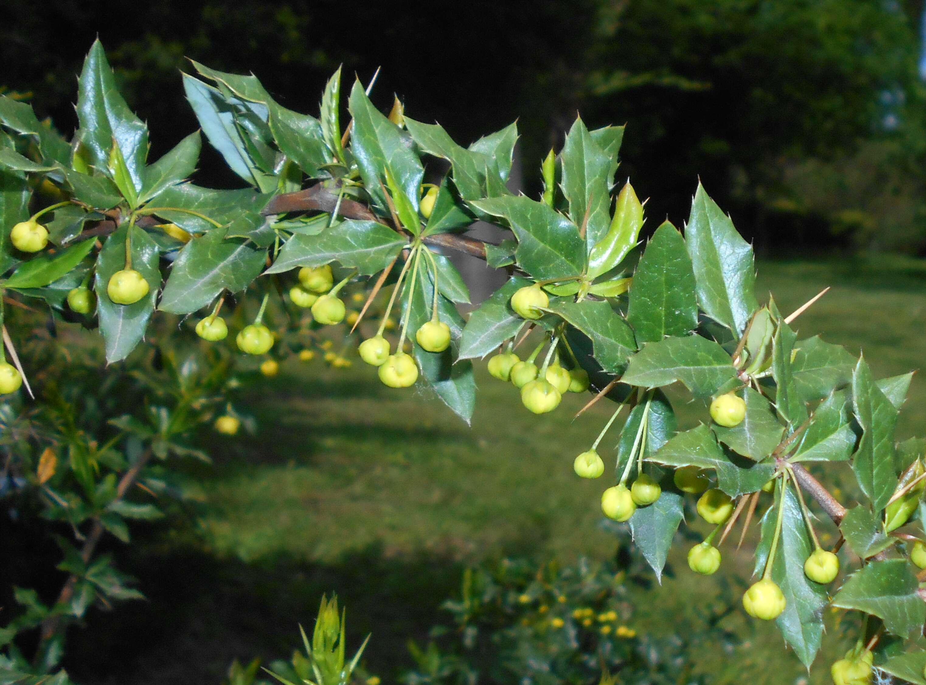 Image de Berberis candidula C. K. Schneid.