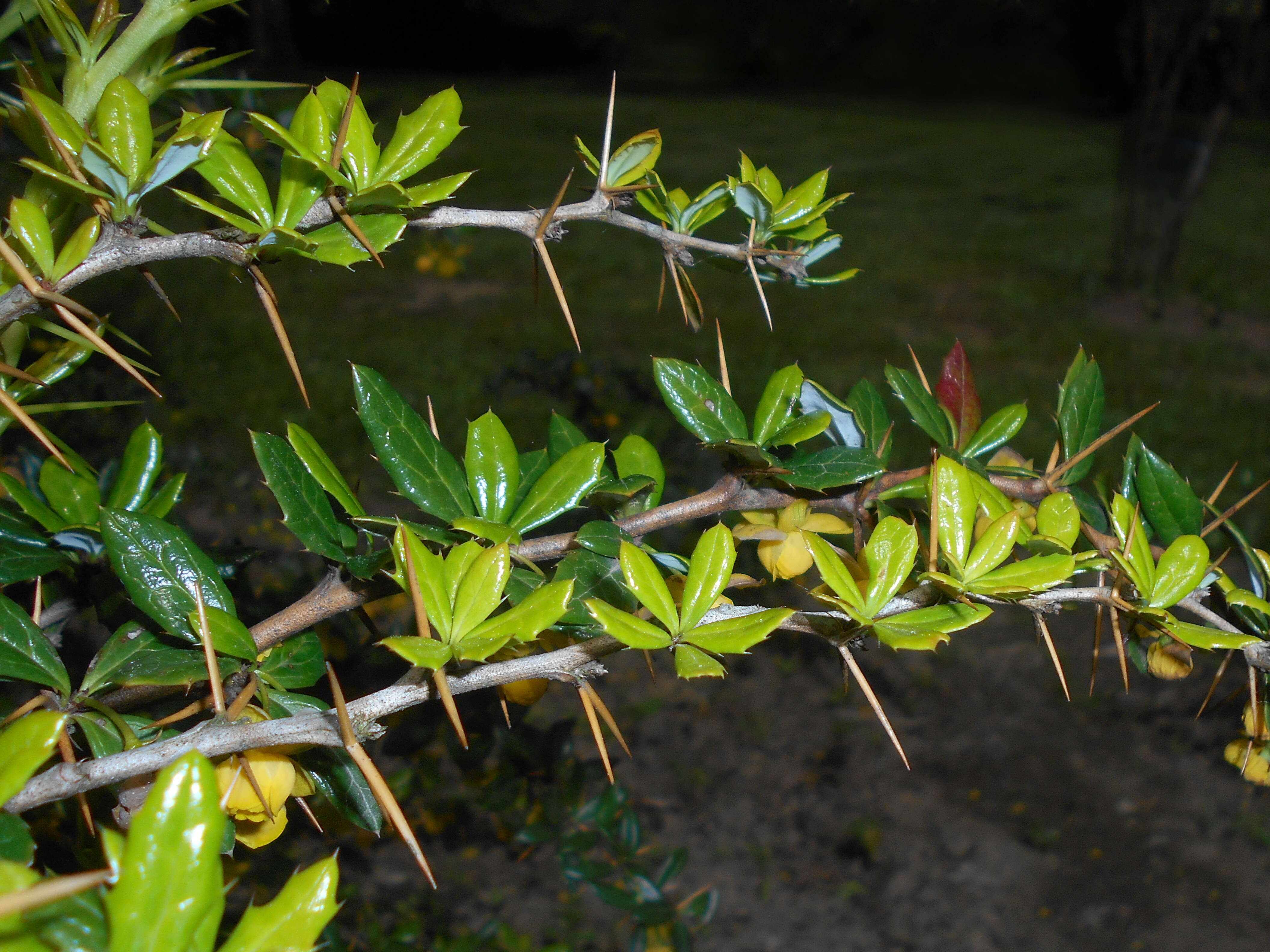 Image de Berberis candidula C. K. Schneid.