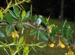 Image de Berberis candidula C. K. Schneid.