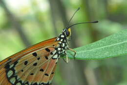 Image of Acraea terpsicore