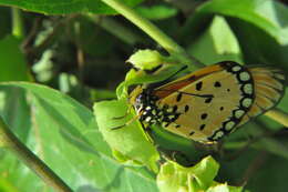 Image of Acraea terpsicore