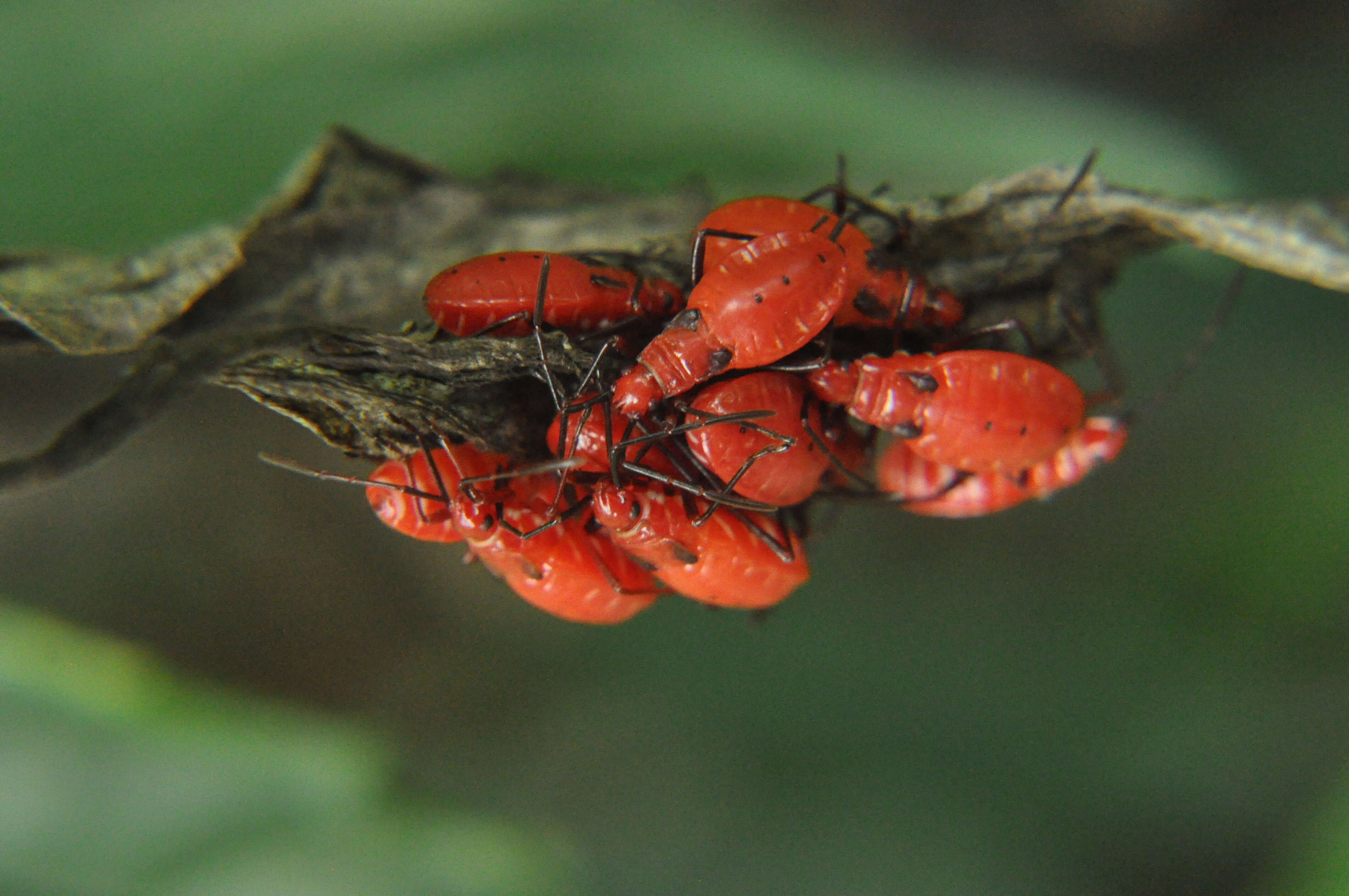 Image of <i>Dysdercus koenigii</i>