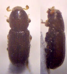 Image of Bark beetle