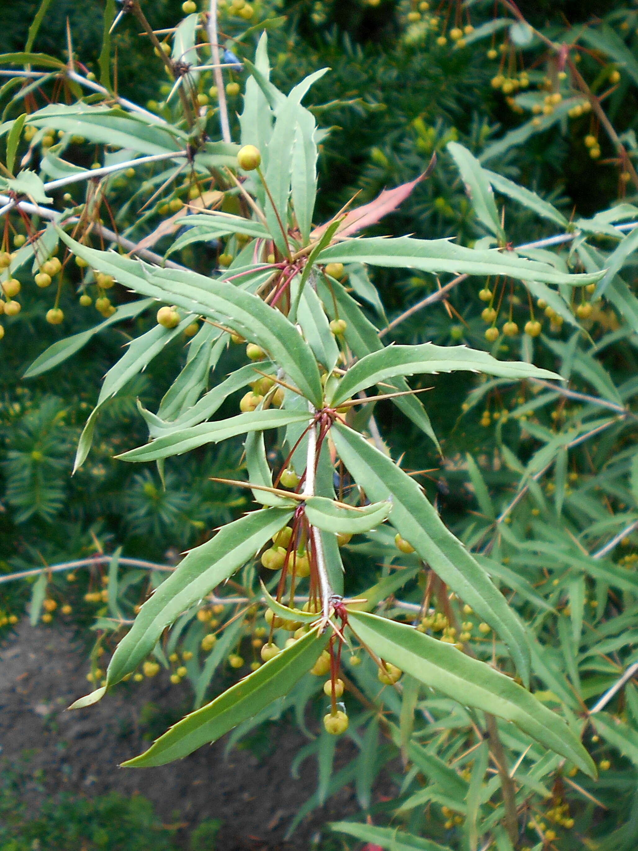 Image of Berberis gagnepainii C. K. Schneid.