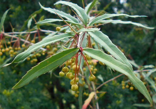 Image of Berberis gagnepainii C. K. Schneid.