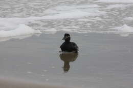 Image of scoter