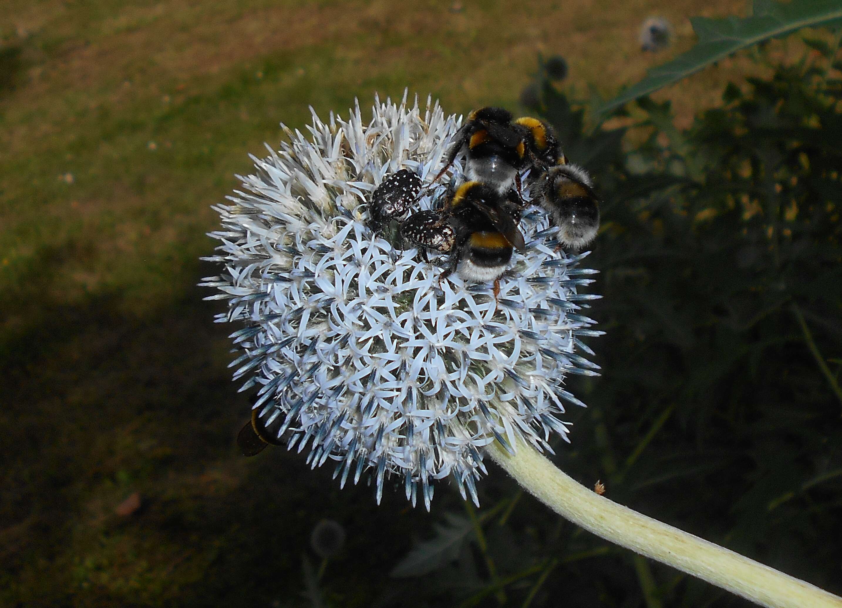 Image of tall globethistle