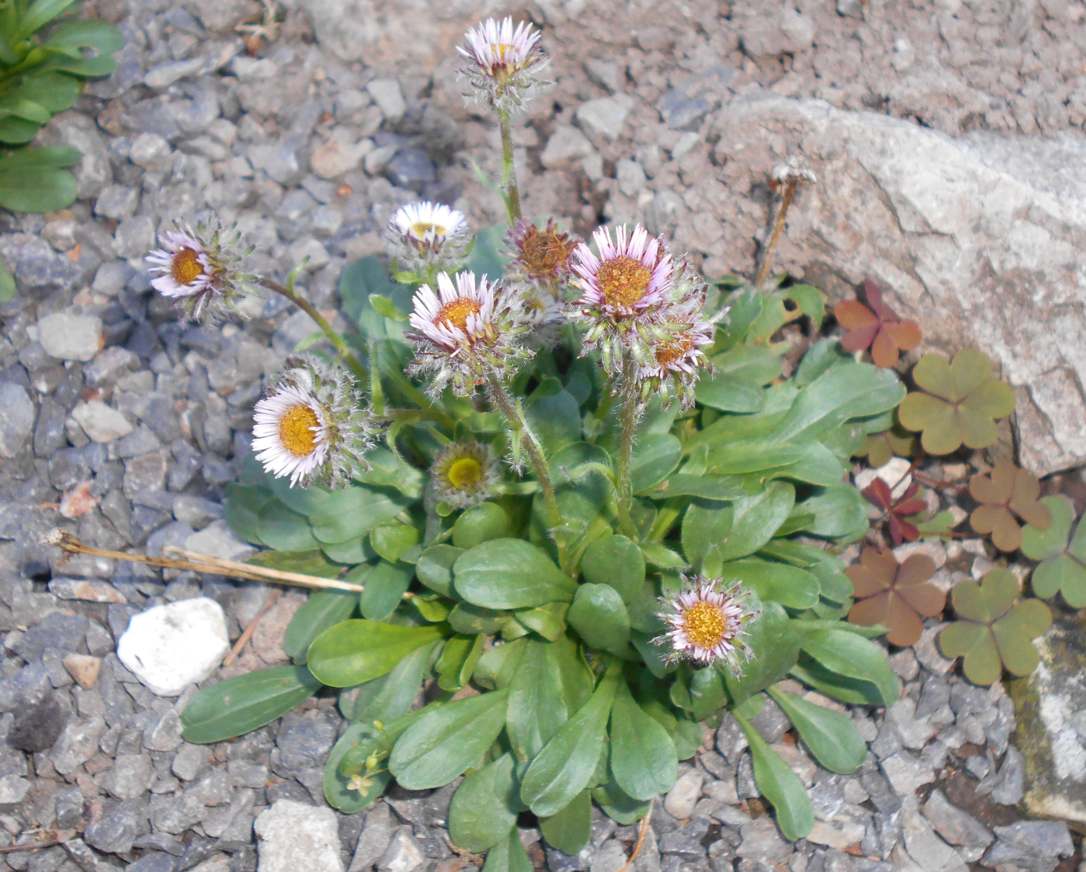 Image of oneflower fleabane