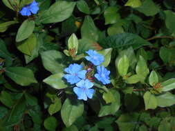 Image of blue leadwood