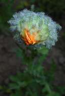 Image of Double Namaqua marigold