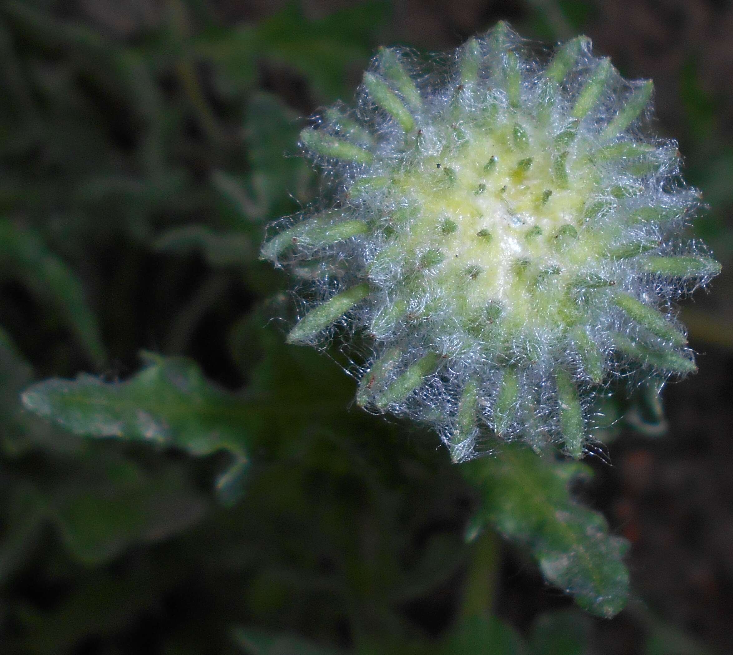 Image of Double Namaqua marigold