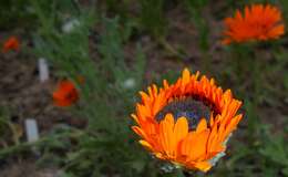 Image of Double Namaqua marigold