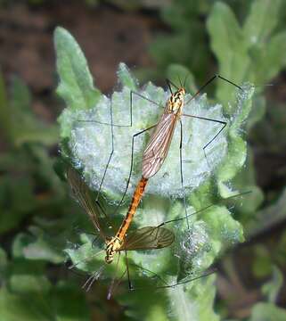 Image of Arctotis fastuosa Jacq.