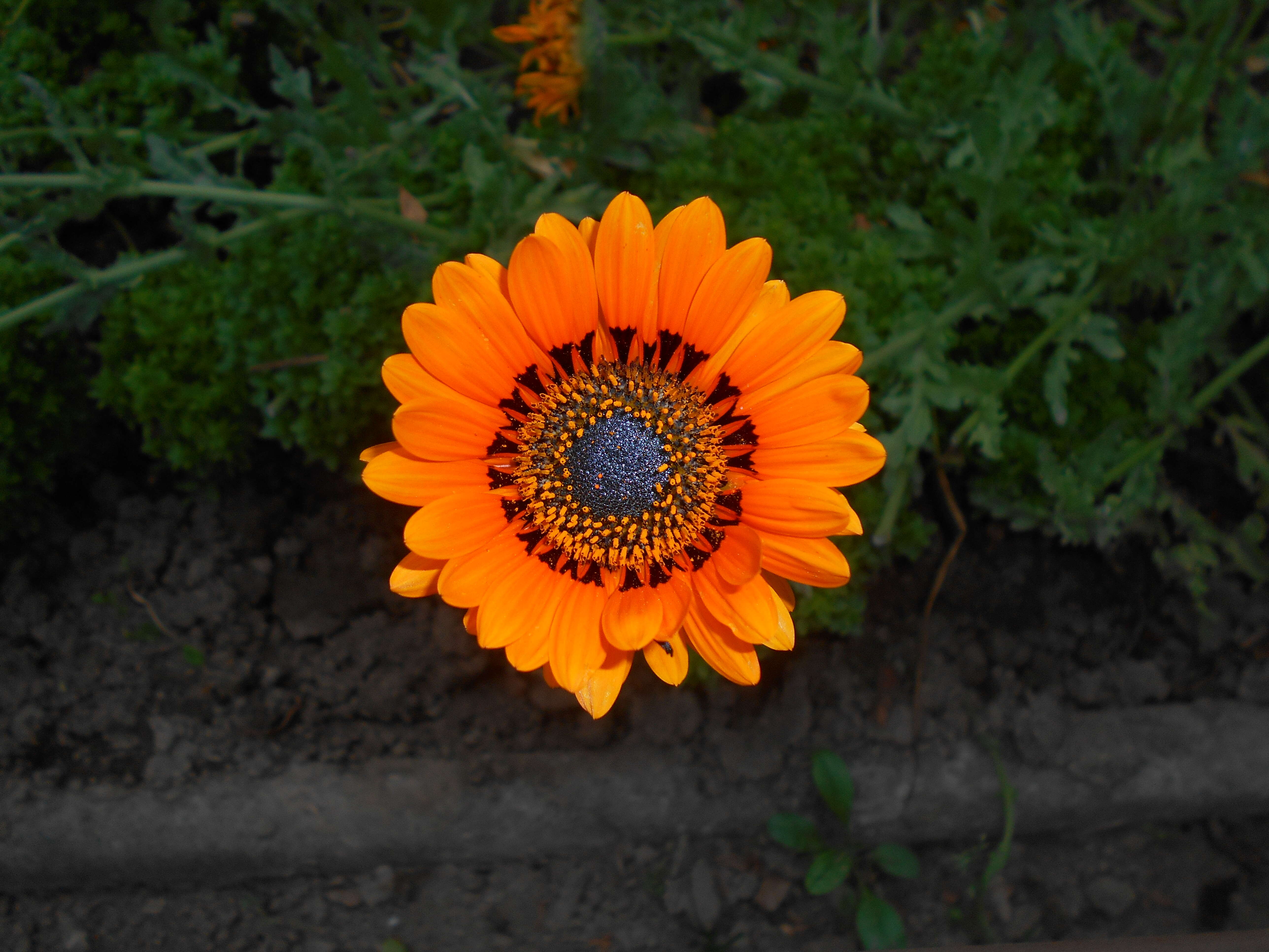 Image of Double Namaqua marigold