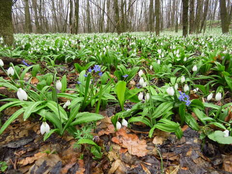 Image of Galanthus plicatus M. Bieb.