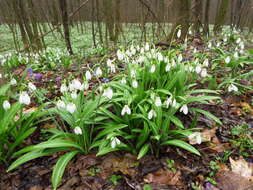 Image of Galanthus plicatus M. Bieb.