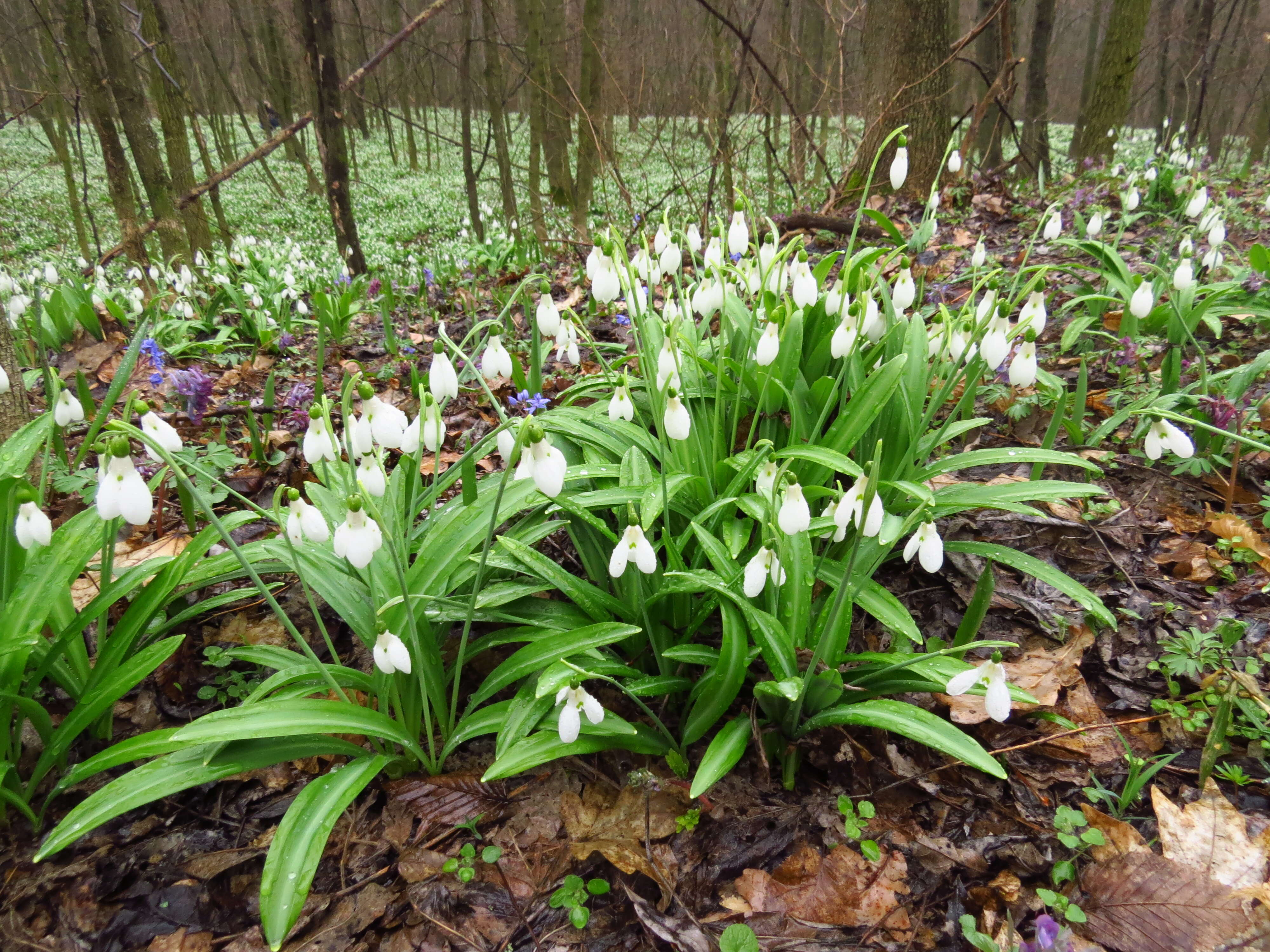 Image of Galanthus plicatus M. Bieb.