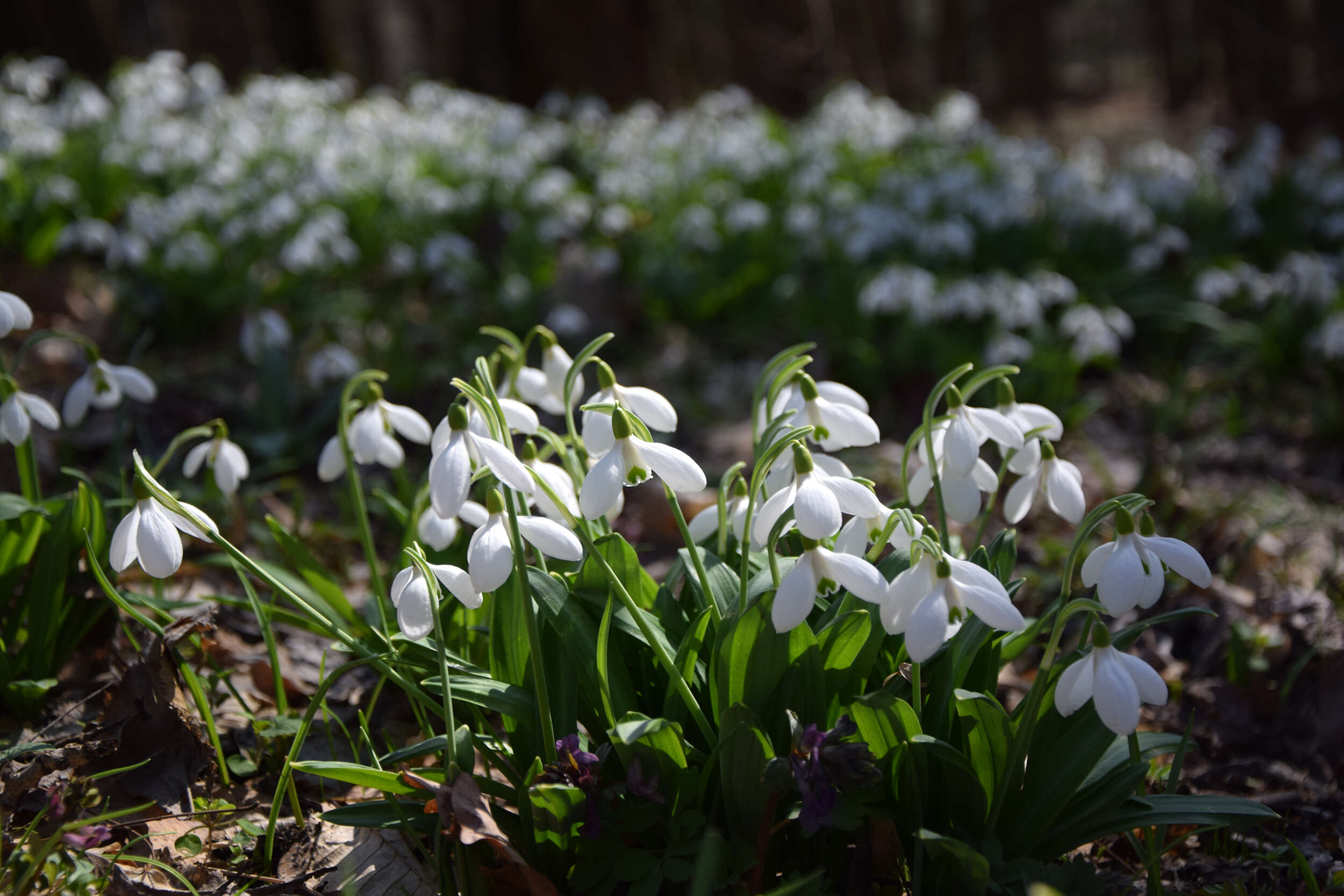 Image of Galanthus plicatus M. Bieb.