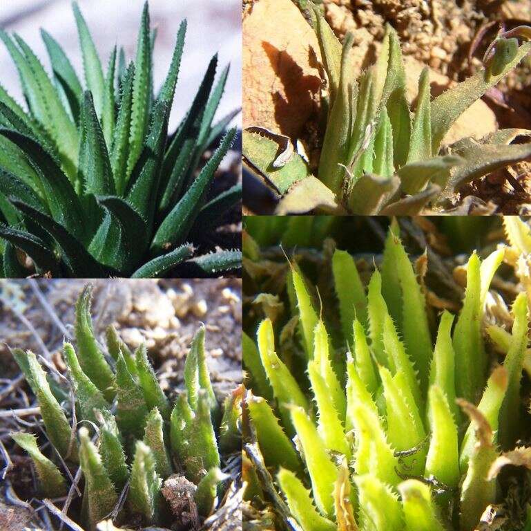 Image of Haworthia chloracantha Haw.