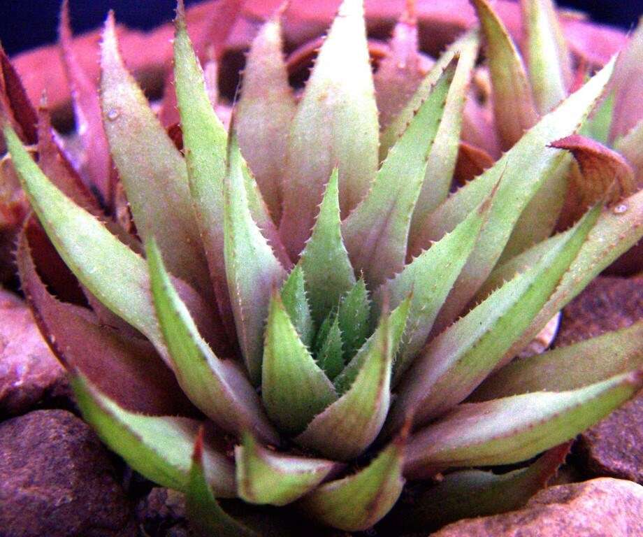 Image of Haworthia chloracantha Haw.