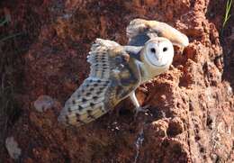 Image of American Barn Owl