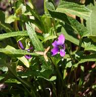 Imagem de Viola betonicifolia Smith