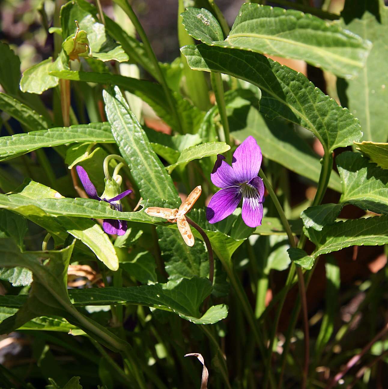 Image of Viola betonicifolia Smith