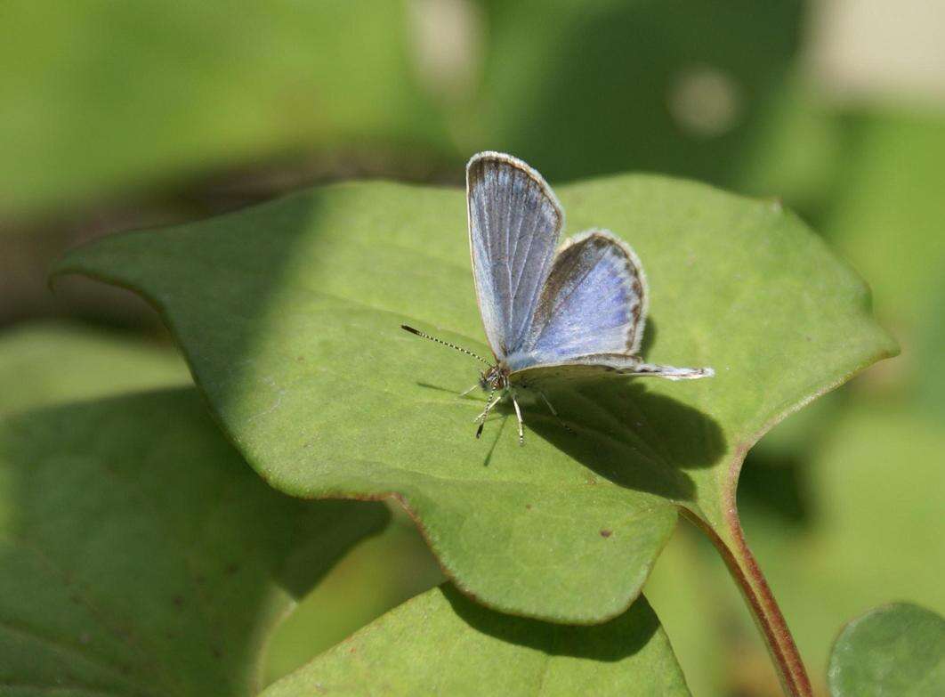 Image of Pseudozizeeria