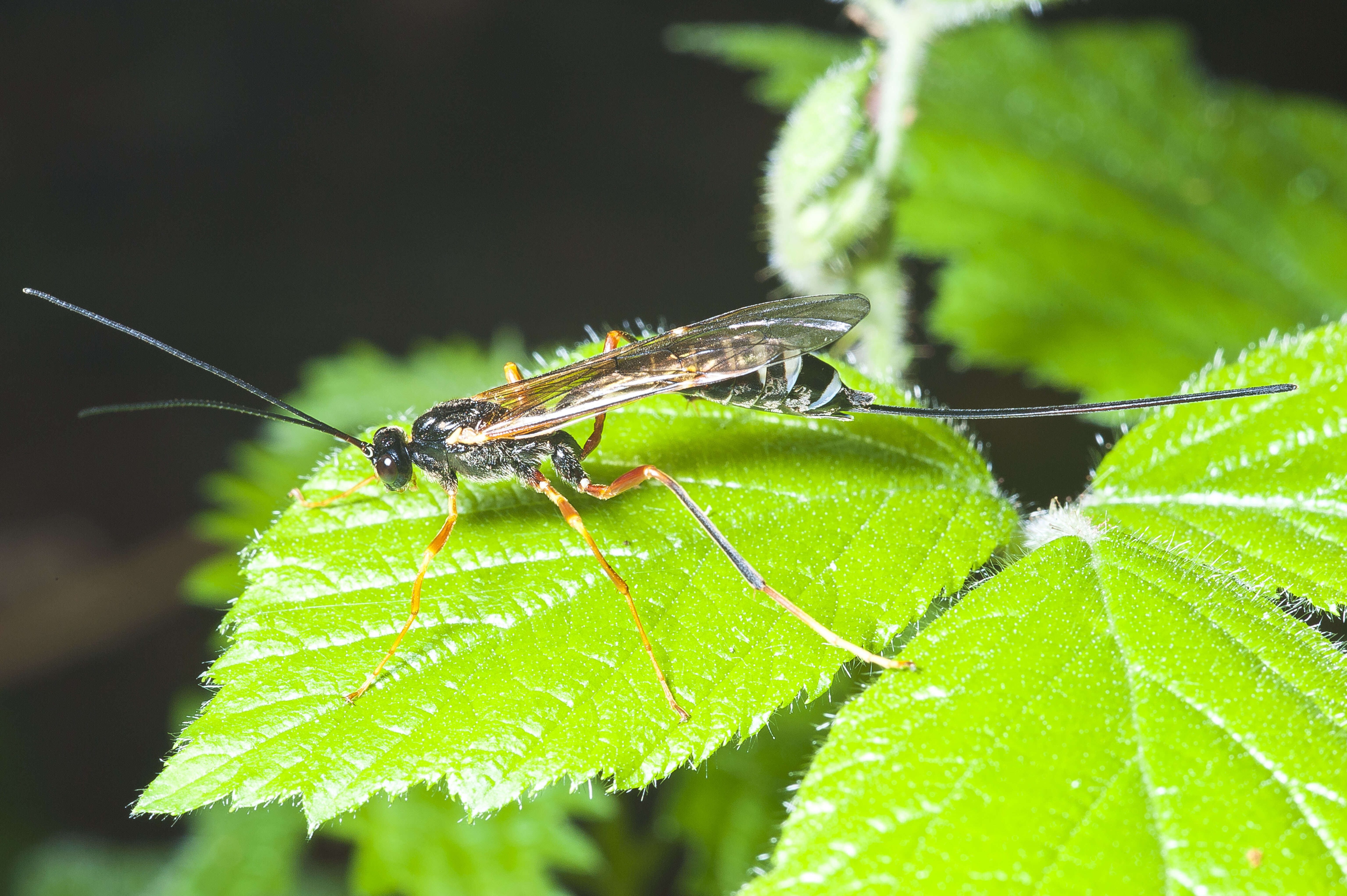 Image of Coleocentrus excitator (Poda 1761)