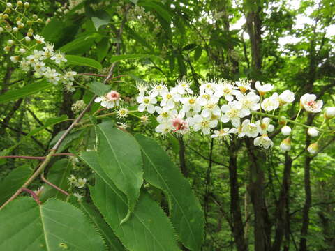 Imagem de Prunus ssiori F. Schmidt