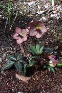 Image of Hellebore