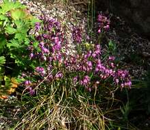 Image of Allium cyathophorum Bureau & Franch.