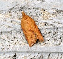 Image of Light brown apple moth